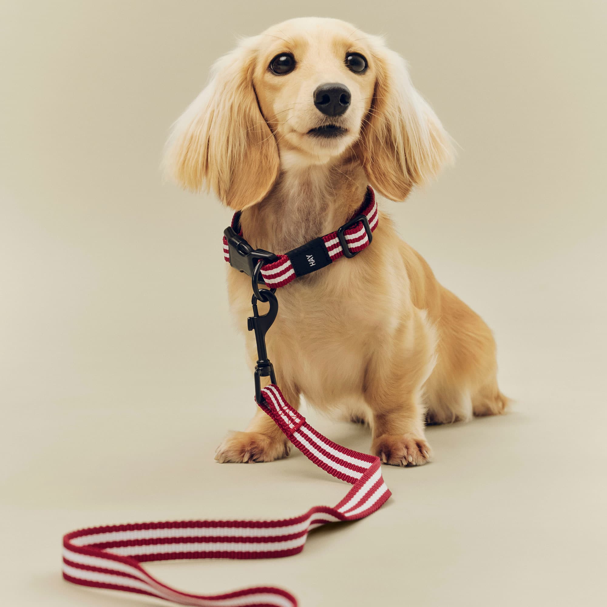 HAY Dogs Leash Flat