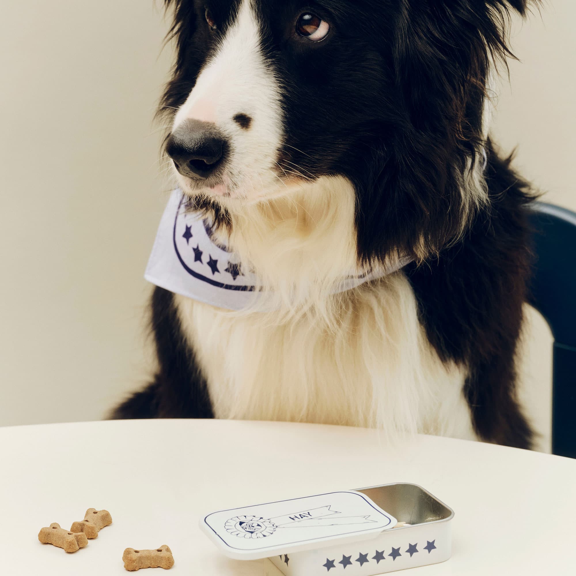 HAY Dogs Treat Tin