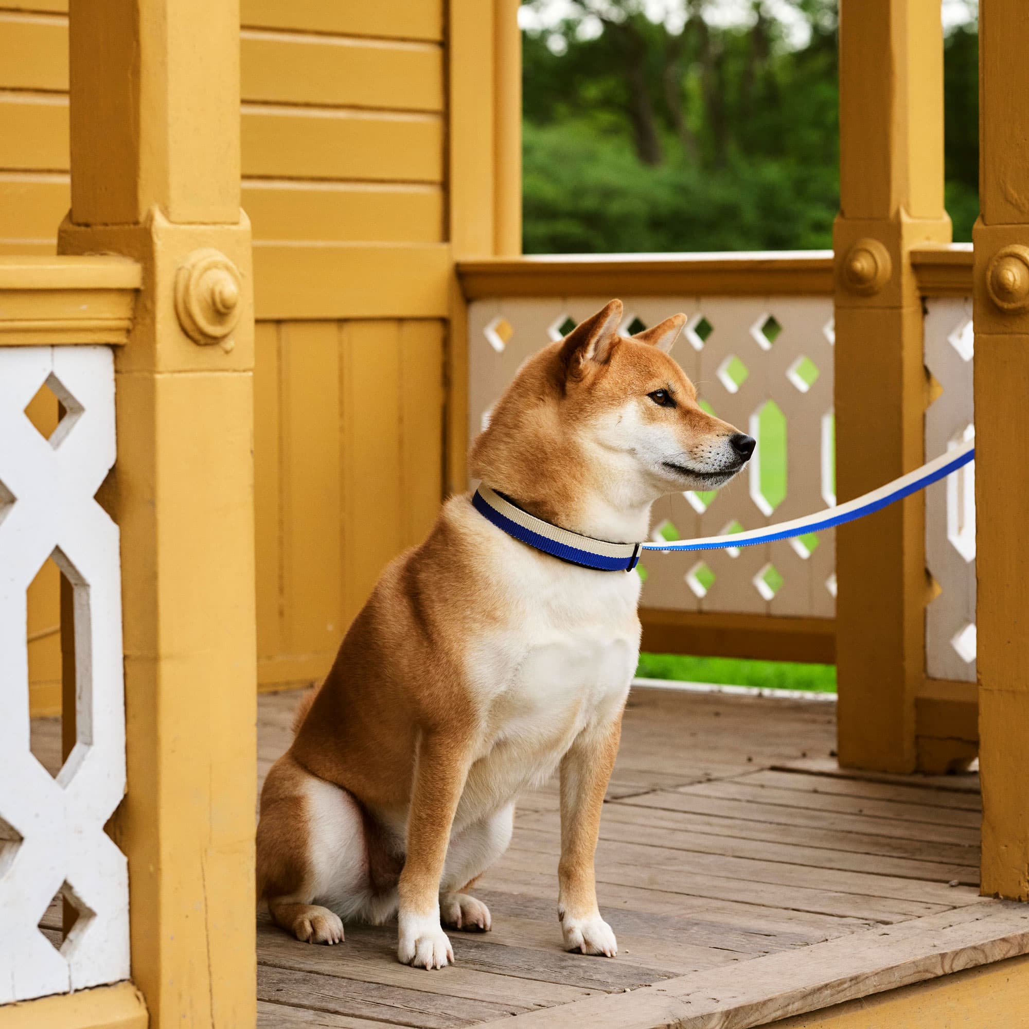 HAY Dogs Leash Flat
