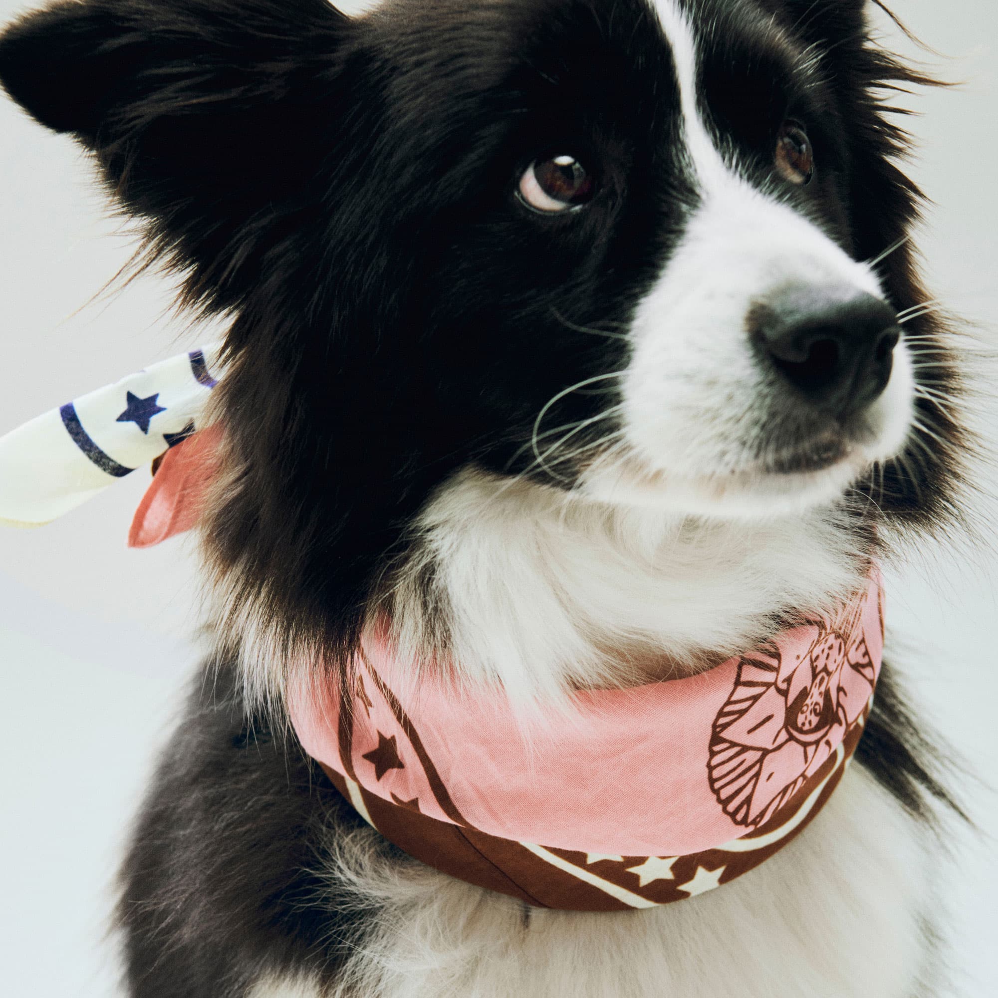 HAY Dogs Scarf